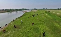 بوجاق کیاشهر