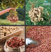 باغ بادام کیاشهر