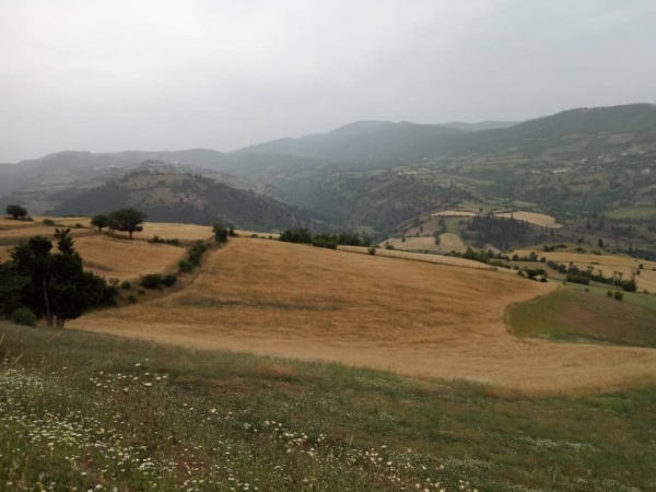 سی دشت درفک