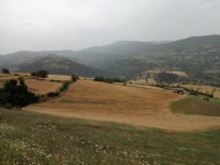 سی دشت درفک