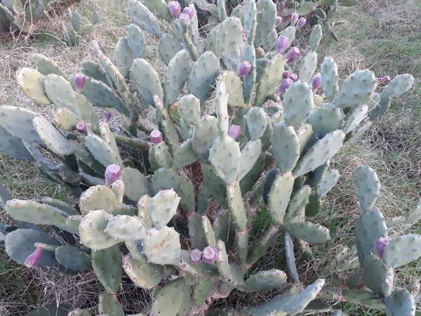 میوه کاکتوس طبیعی