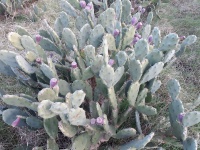 میوه کاکتوس طبیعی