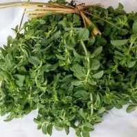 کوتکوتو عرق کیاشهر