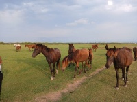 پارک ملی بوجاق بندر کیاشهر Bojaq National Park